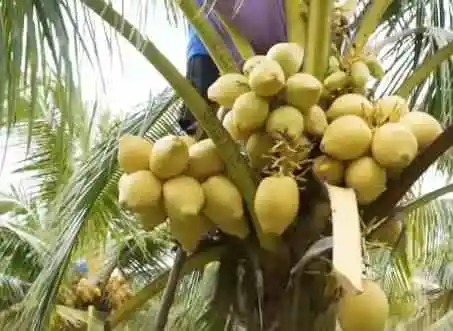 Golden King Coconut Seed Dwarf Palm Tree Cocos Nucifera Viable Harvest in 2 Year 