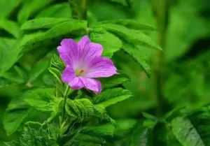 Geranium Farming,geranium farming profit per acre,geranium farming profit,geranium cultivation,geranium oil farming