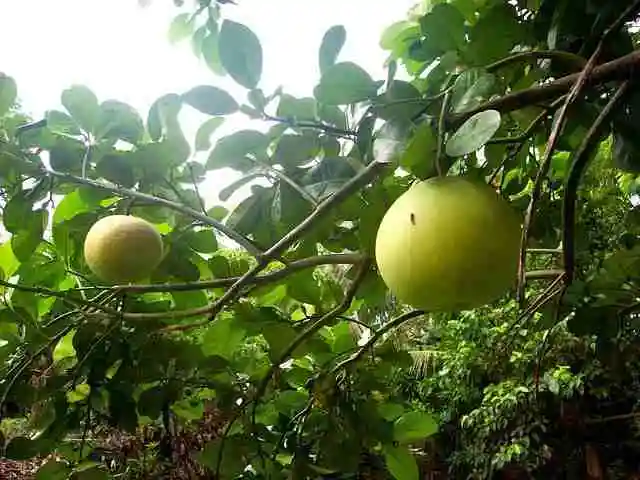 Pomelo farming, pomelo cultivation,when to harvest pomelo