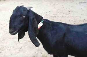 Beetle Goat, best goat breed in India