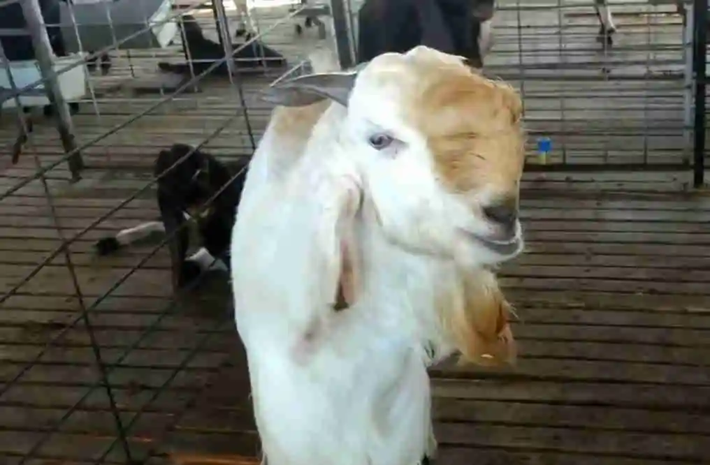 Jamunapari goatt, best goat breed in India