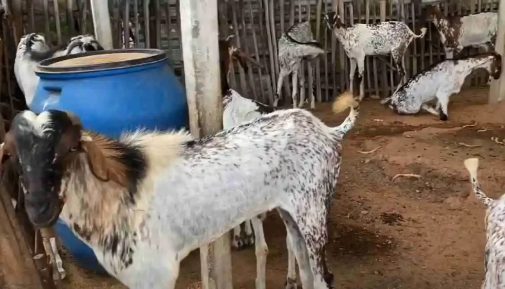 Kodi aadu Goat, best goat breed in India