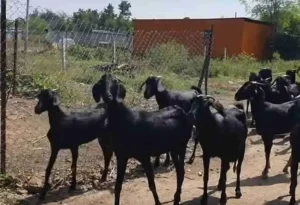 Osmanabadi goat, best goat breed in India