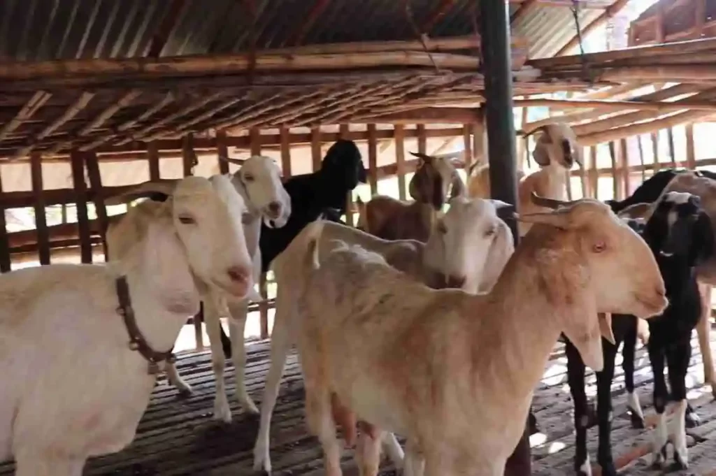 Tellicherry goat, best goat breed in India