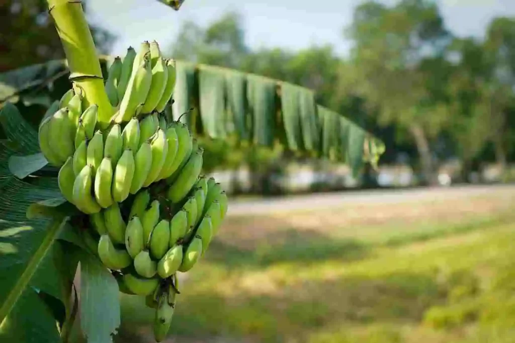 farming banana,banana farming,banana planting,cultivation of banana,banana cultivation