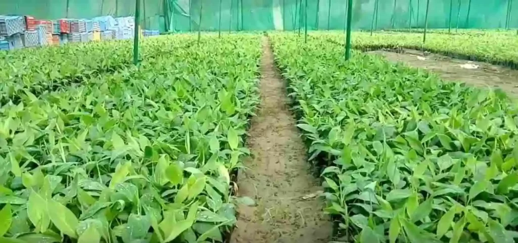 farming banana,banana farming,banana yield per acre,banana crop yield per acre,yield of banana per acre