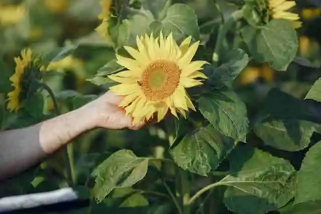 sunflower farming,sun flower seeds,Sunflower seed production,bigs sunflower seeds,spitz sunflower seeds