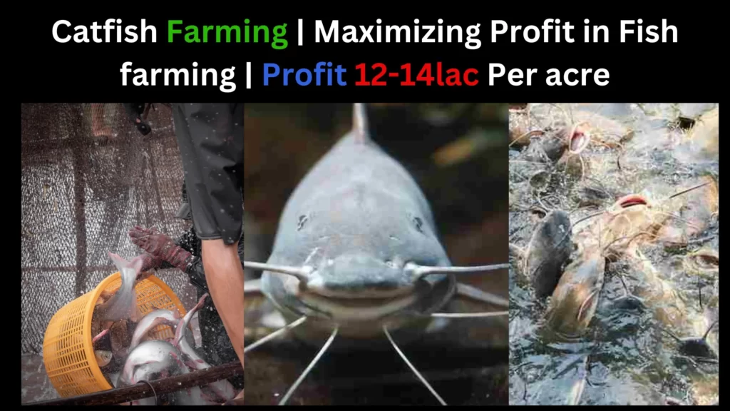 Catfish Farming Maximizing Profit in Fish farming Best Practices