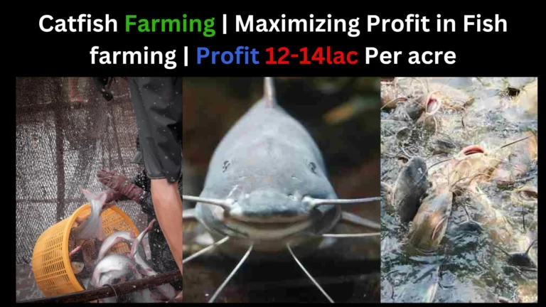 catfish farming,farm raising catfish,catfish farms in mississippi,cat fish farming,catfish farming in USA
