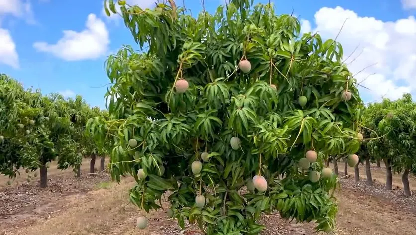 mango farm,mango tree farm,mango tree farming in India,mango farming, high density planting in mango, organic mango farming,