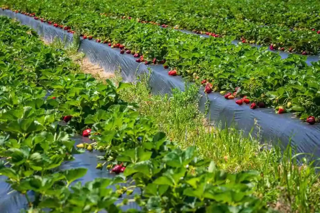 strawberry farming, strawberry farm auckland,strawberry farm perth,
strawberry farm mangere,
