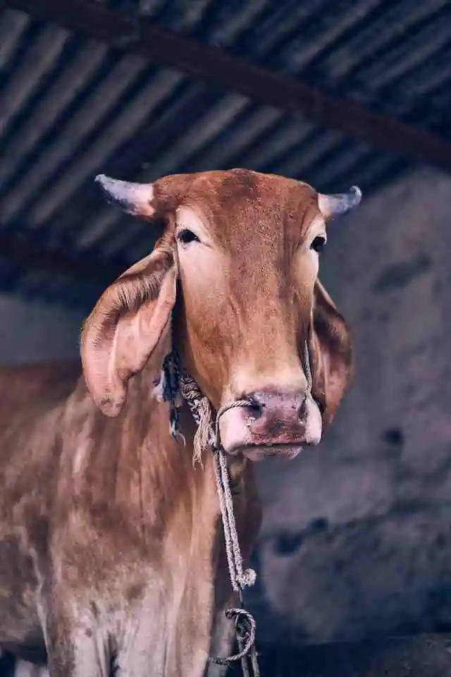gir cow,gir cow price,gir cow milk per day,gir cow milk,original gir cow photo,a2 gir cow ghee,gir cow milk price
gir cow ghee