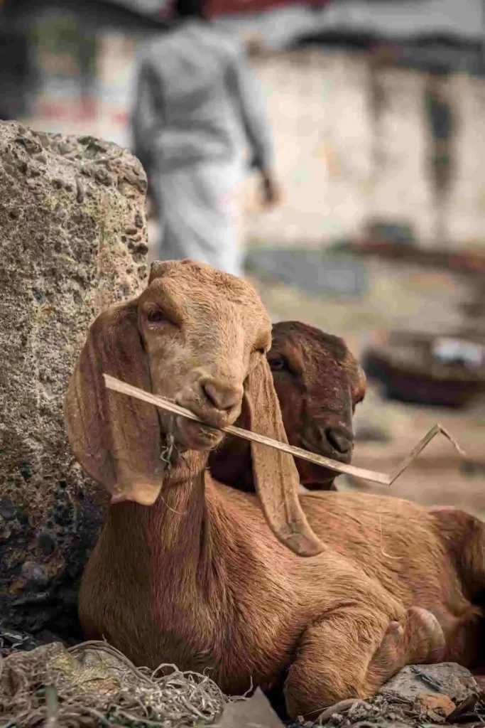 Damascus Goat,damascus goat skull,damascus goat skeleton,Damascus goats price,damascus goat baby ,damascus goats 