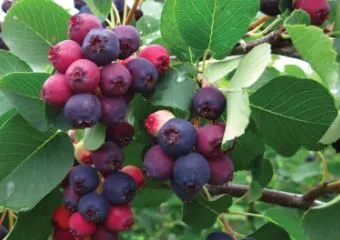 JuneBerry Farming: Tips for Success and Profit Maximization