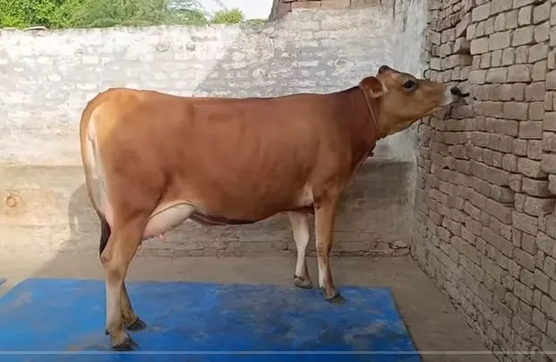 best cow for milk in india,best cow for milk,best cow for milk production,Gir Cow,Jursey Cow