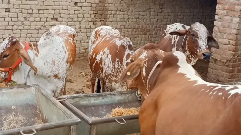 best cow for milk in india,best cow for milk,best cow for milk production,Gir Cow,Rathi cow