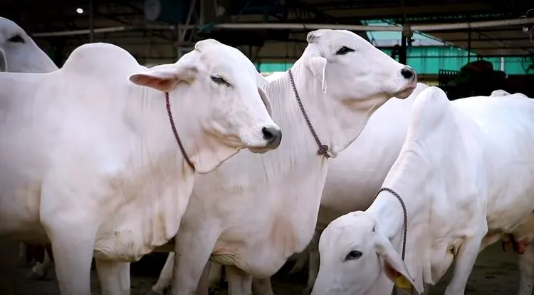 best cow for milk in india,best cow for milk,best cow for milk production,Gir Cow,Tharparkar cow