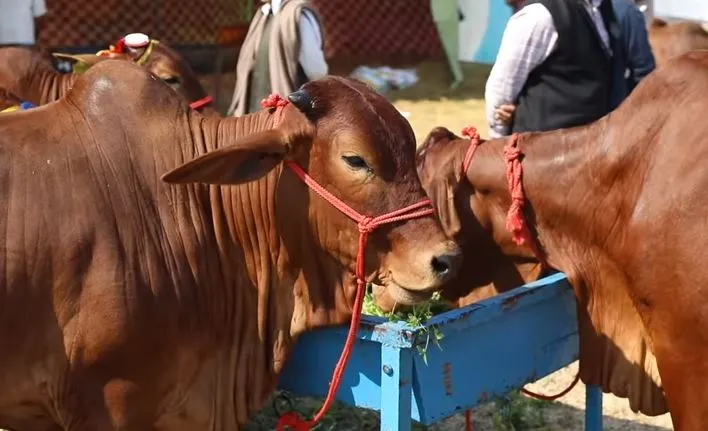 best cow for milk in india,best cow for milk,best cow for milk production,Gir Cow,Sahiwal cow
