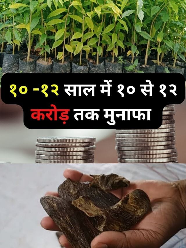 अगरवुड़ में पैसे कमाएं | बड़ा कमाई करने के लिए बेस्ट तरीका