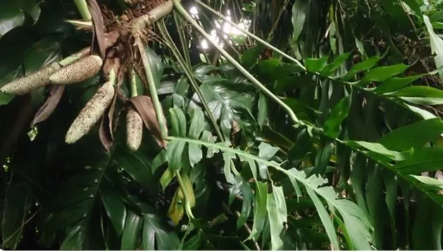 Dragon tail plants flowers