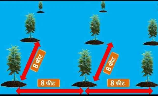 malabar neem tree, malabar neem plant, malabar tree