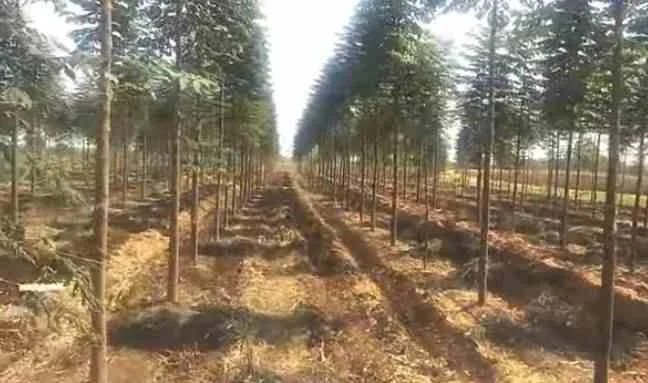 malabar neem, malabar neem price, malabar neem tree, malabar neem plant, malabar tree