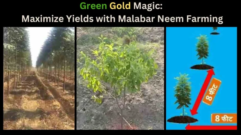malabar neem, malabar neem price, malabar neem tree, malabar neem plant, malabar tree