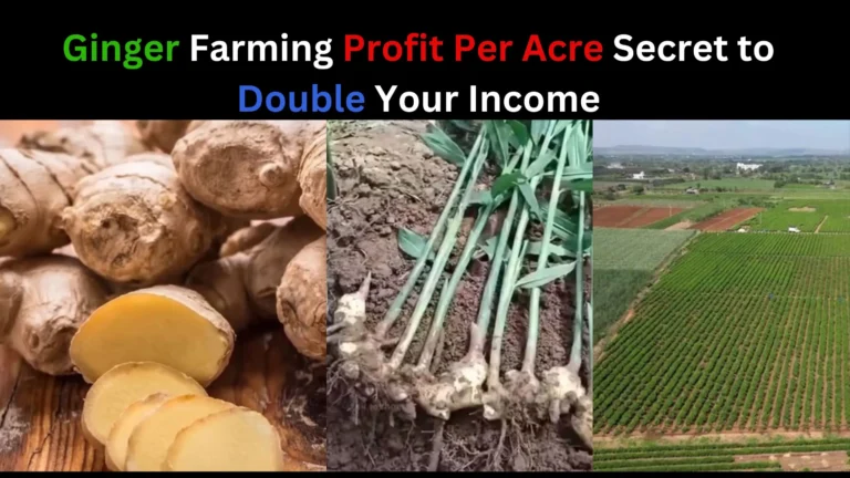 ginger farming profit per acre. ginger farming profit