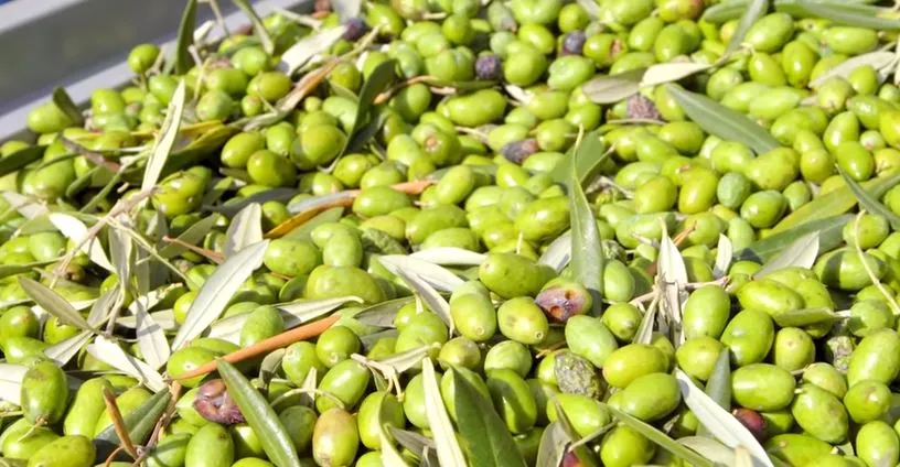 Olive Farming, Olive cultivation