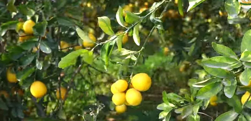 Lemon Farming Profit Per Acre: From Planting to Harvesting with Maximum Profits