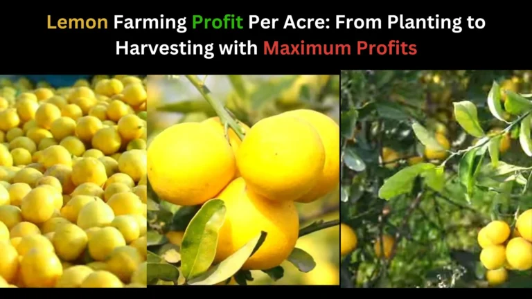 Lemon Farming Profit Per Acre: From Planting to Harvesting with Maximum Profits