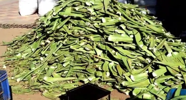 aloe vera farming profit per acre,aloe vera farming profit, aloe vera farming, aloe vera farming business plan, aloe vera farming business