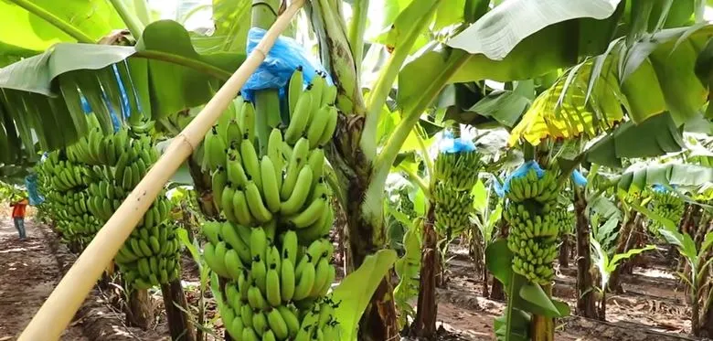 Banana Farming Profit Per Acre: How to Maximize Your Earnings