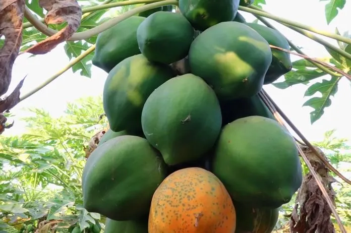 Papaya Farming Profit Per Acre,papaya farming profit, red lady papaya yield per acre, is papaya farming profitable, papaya farming osrs