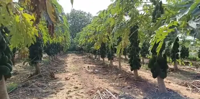 Papaya Farming Profit Per Acre,papaya farming profit, red lady papaya yield per acre, is papaya farming profitable, papaya farming osrs