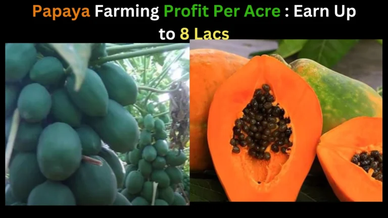 Papaya Farming Profit Per Acre