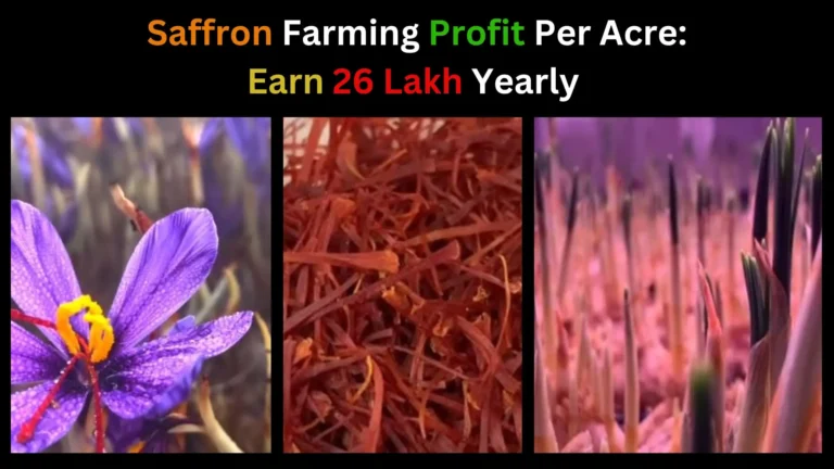 Saffron Farming Profit Per Acre