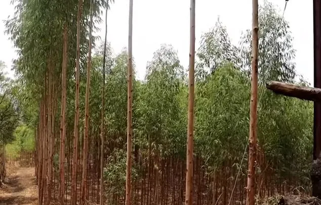 Eucalyptus Farming Profit Per Acre
