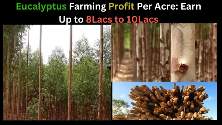 Eucalyptus Farming Profit Per Acre: Earn Up to 8Lacs to 10Lacs